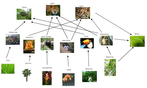 Amazon Rainforest Animals Food Chain - Zara Anderea