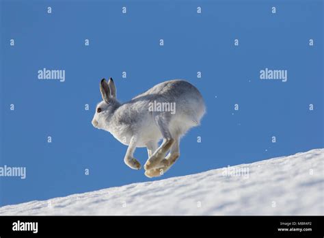 Mountain hare / Alpine hare / snow hare (Lepus timidus) in winter pelage running in the snow ...