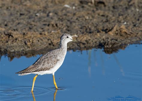 Greater Yellowlegs in a ditch at Farmington Bay – Mia McPherson's On The Wing Photography