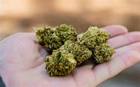 Best Medical Marijuana Strains and How to Choose Them