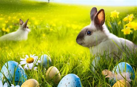 Wallpaper grass, flowers, chamomile, eggs, spring, rabbit, meadow, Easter, grass, sunshine ...