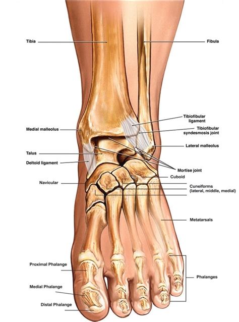 Foot And Ankle Anatomy anterior view - www.anatomynote.com | Ankle anatomy, Foot anatomy, Human ...