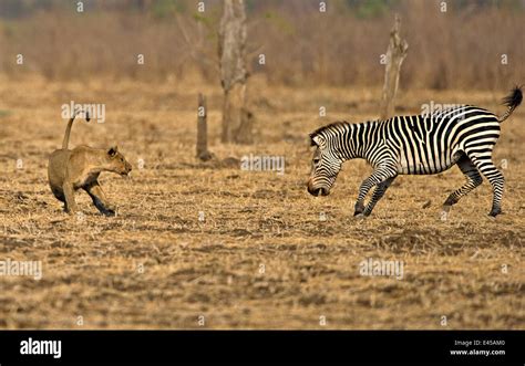 Lion Hunting Zebra High Resolution Stock Photography and Images - Alamy