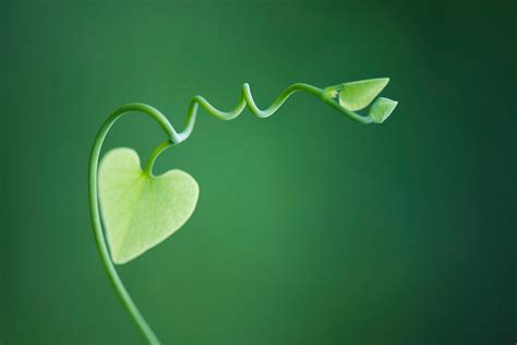 Delicate vine with heart shaped leaves – License image – 70506517 Image Professionals
