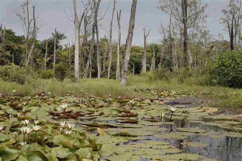 Facts About Swamps | Swamp Fever Aiboat Adventures