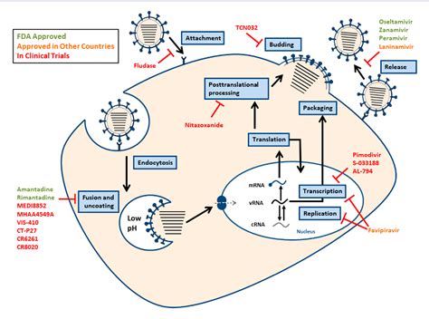 Amantadine And Rimantadine Mechanism Of Action - malaynesra