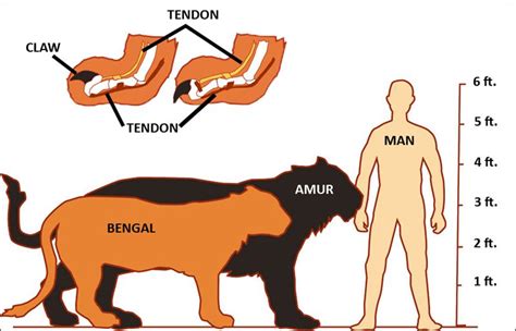 Abe's Animals: Tiger size compared to human