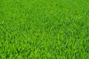 excellent grass texture or green lawn background photo | www ...