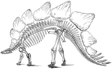 Gambar Stegosaurus Skeleton Drawing Shows Restoration Large Herbivorous ...