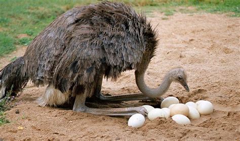 Which Bird Lays The Largest Egg? Facts You Might Not Know!