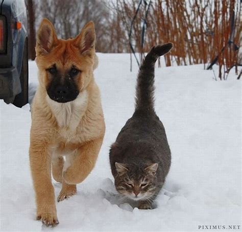 Dog and Cat - Best Friends | Animals