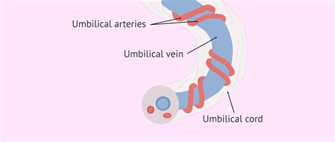 Anatomy of the umbilical cord