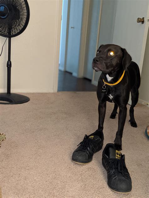 Lol funny dog and wearing my funny shoes. (Adopted) : r/austincirclejerk