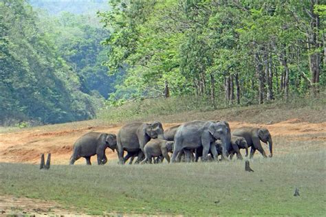 Periyar National Park, Thekkady (Kerala) | Safari, Timings, Accomodation