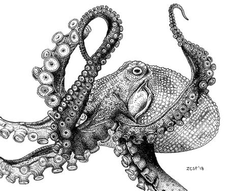 Giant Pacific Octopus - Enteroctopus dofleini Drawing by Zephyr Polk - Fine Art America