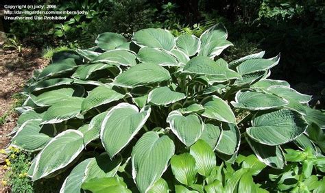 PlantFiles Pictures: Hosta 'Frosted Jade' (Hosta) by sanannie