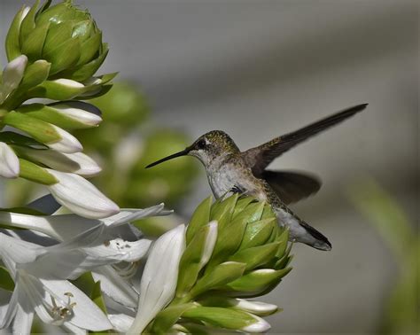 Feeding hummingbird Photograph by Dwight Eddington - Fine Art America