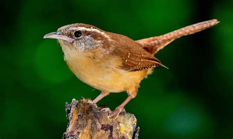 The Carolina Wren Bird Species | Backyard Birding Blog