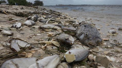 Scientists Battle Red Tide That Turned Florida Coast Into Wildlife ...