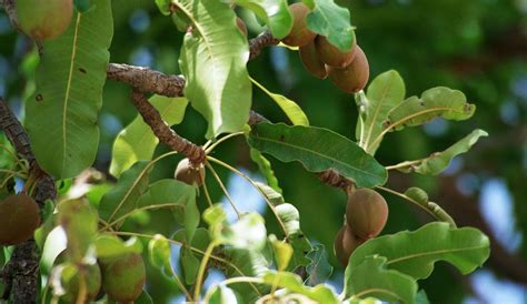 Shea Tree, Butyrospermum parkii, Sapotaceae (Sapodilla Family) - Dr ...