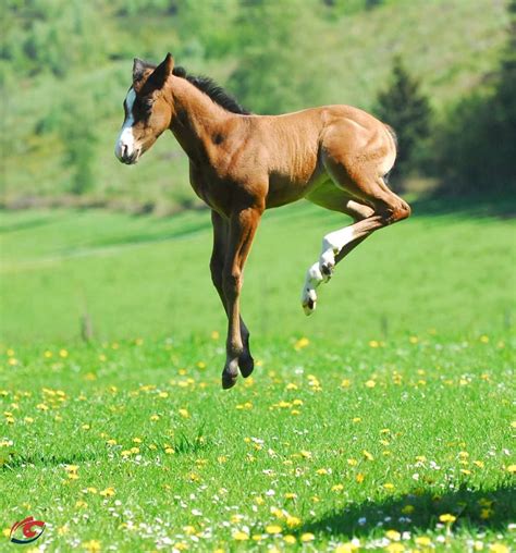 Bucking baby foal frolicking in the meadow!. Please also visit www.JustForYouPropheticArt.com ...