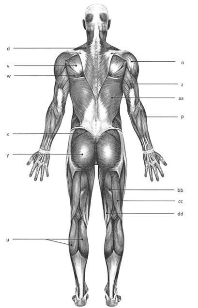 Posterior Skeletal Muscles