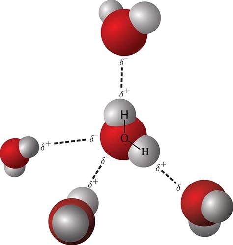 Figure 3.15. Hydrogen Bonding in Water