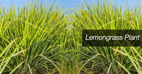 How To Grow and Care For Lemon Grass Plants