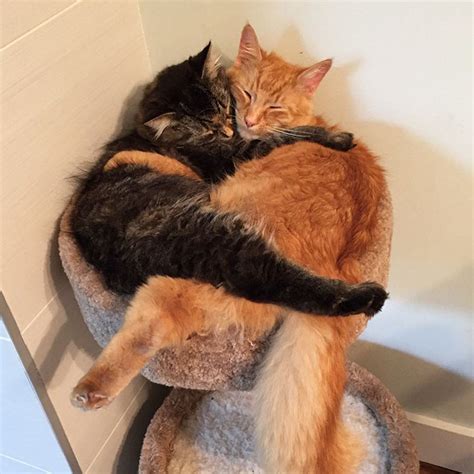 Inseparable Cats Insist On Sleeping Together Even After Outgrowing ...