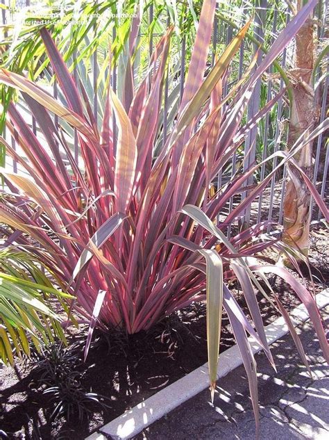 PlantFiles Pictures: New Zealand Flax 'Maori Maiden' (Phormium tenax ...