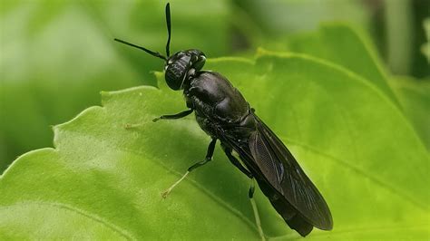 black flies in house uk - Elene Dooley