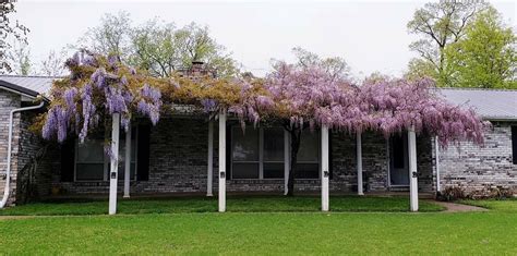 Wisteria Seeds - Etsy