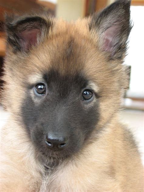 Belgian Tervuren Puppies, Dog Breed Information, Dog Photos