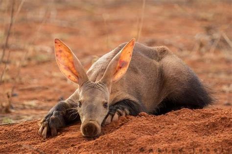 The aardvark (Orycteropus afer) is a medium-sized, burrowing, nocturnal ...