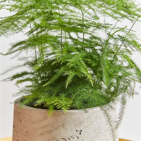 Asparagus Fern | Asparagus Setaceus | Lace Fern | Indoor Plant ...