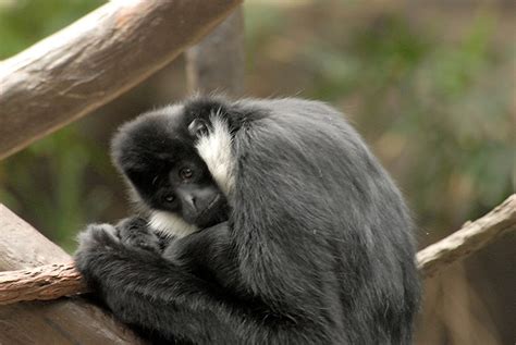 Black Crested Gibbon (Nomascus concolor) | Flickr - Photo Sharing!