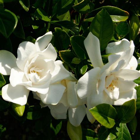 Gardenia jasminoides ‘Leeone’ (Jubilation™) | Kiefer Nursery: Trees, Shrubs, Perennials