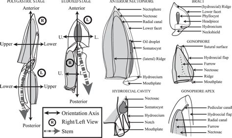 Orientation and terminology used in the present study. Polygastric and ...