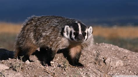 Download Animal Badger HD Wallpaper