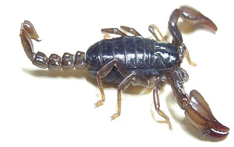 Scorpion Venom Could Lead to New Antibiotics - Scientific American