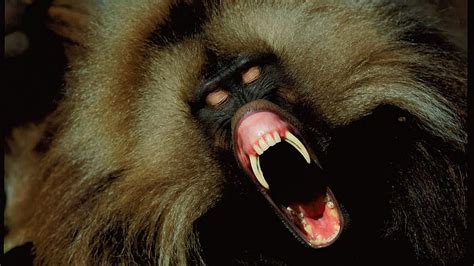 Baboon male, fangs, rage, agressive, mane, HD wallpaper | Peakpx