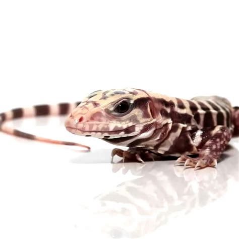 Argentine Tegu Morph & Hybrid List - Pets With Scales