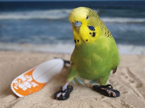 birdie in flipflops | Budgies, Cute birds, Budgies bird