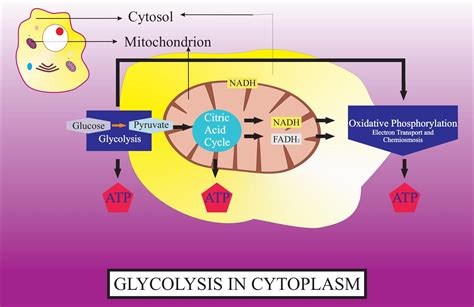 Glycolysis Cytoplasm