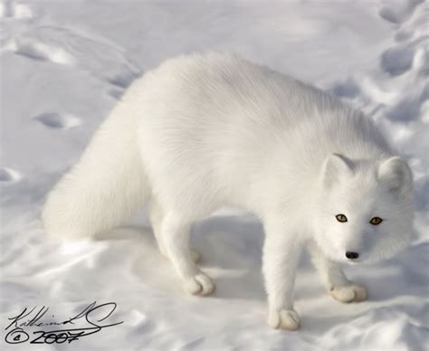 Cute Photos of Arctic Fox, Canada ~ Bar Paly