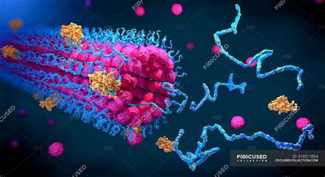 Proteins folding into their three dimensional structure, illustration ...