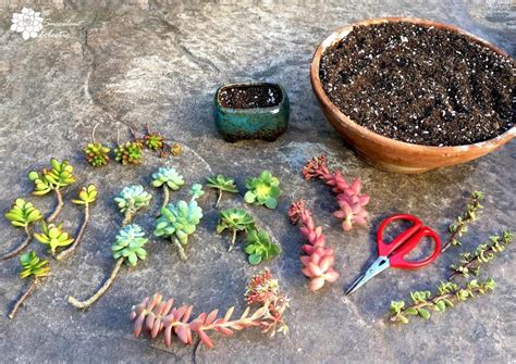 How to Grow Succulent Cuttings! | The Succulent Eclectic | Succulents ...