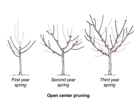 23+ Pruning Nectarine Trees | EyrahFaqeeha