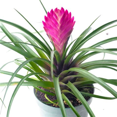 Tillandsia Cyanea Pink Quill Bromeliad Wallisia Cyanea | Etsy