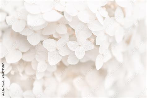 Background small white flowers hydrangea, texture. Selective focus ...